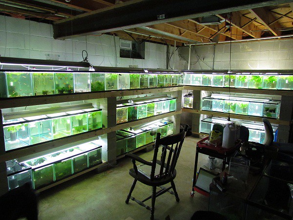 FishRoom của các cao thủ guppy Châu Âu ( new ) 6008273588_46a2e9ba3e_z