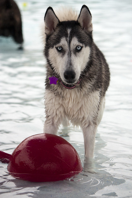 Florida Huskies and the NEW addition 9/5/13 - Page 4 6255796130_22105af502_z