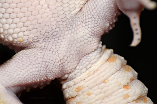 Leopard Gecko Pore Close-up (Sexing) 6236414389_8ecd95d920_z