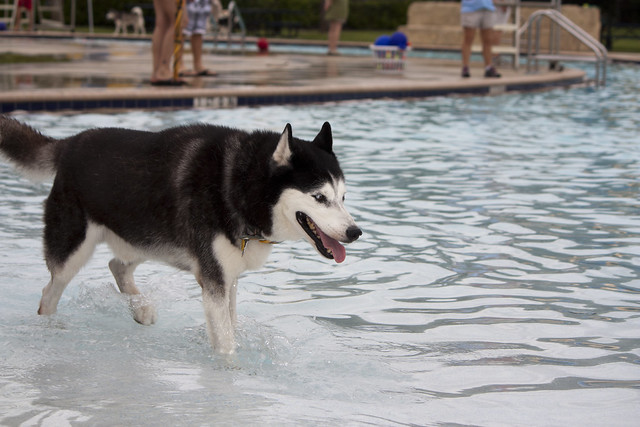 Florida Huskies and the NEW addition 9/5/13 - Page 4 6255277873_3b6e87c960_z