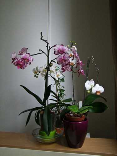 Vos orchidées  6166471955_6439bd4bf4