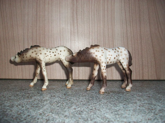 horses - New arrivals in my herd! - Page 2 6171879840_d8e802cb60_z