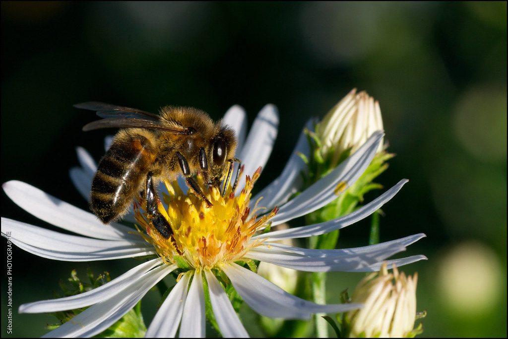 Succulent Nectar 6203799603_a8373c278d_b