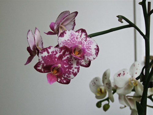 Vos orchidées  6166474715_1bdd959f95