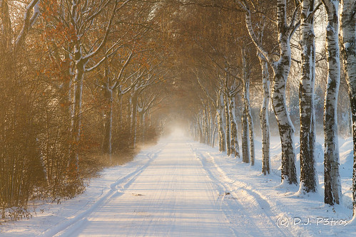 Winter wonderland contest on flickr which would be your winner ?    6123482939_1a60550909