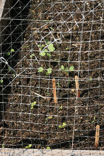 Prepping the Fall Garden.. 6062609833_1d84e51291