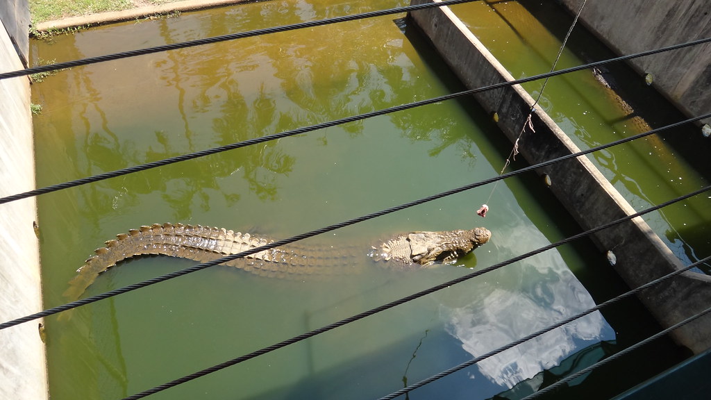 Me and some Salties!(Crocodylus porosus) 6096442250_b5d18435b5_b