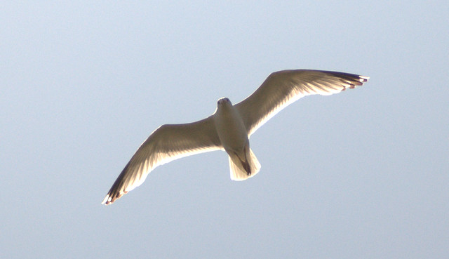 mouette pris en plein vole 6029016901_d05745846e_z