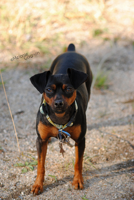 Mon pinscher miniature 6113925983_8c6d06c993_z