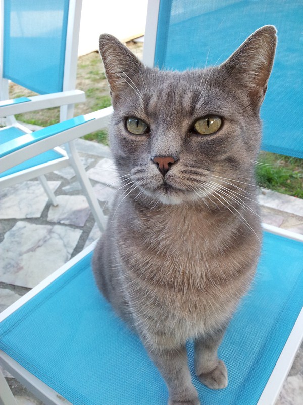 Hermès, 2 ans, superbe chat gris !! - Page 4 6045113345_7defc4bb3a_o