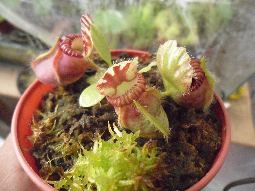 Algunos  de mis Cephalotus 6148617919_c05f1f3120_b