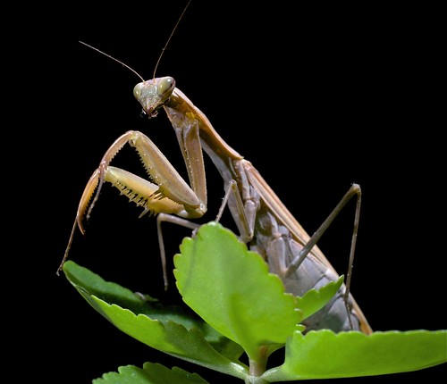 Mantis antes de comer