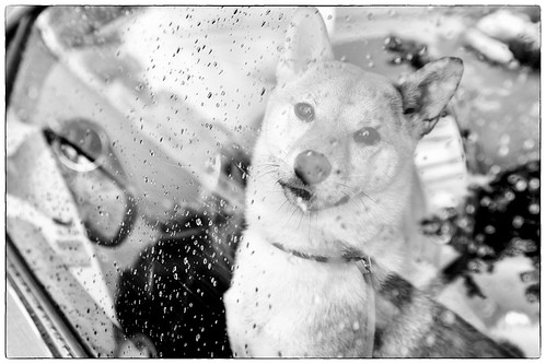 Sora, Mejor cachorro en la Exposicin nacional e internacional canina de Jerez de la Frontera 2011