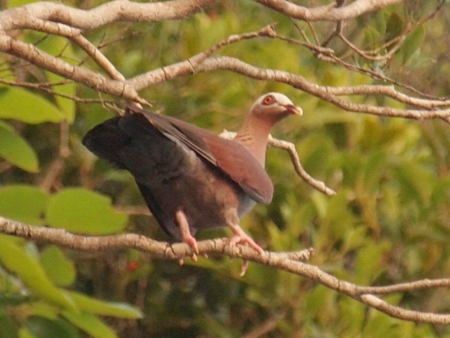 COLOMBA PUNICEA (Columba punicea) 5954347951_ee55123f3d_b