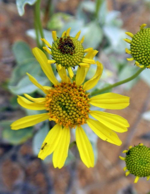 Encelia farinosa 5914041341_aac9cf728d_o