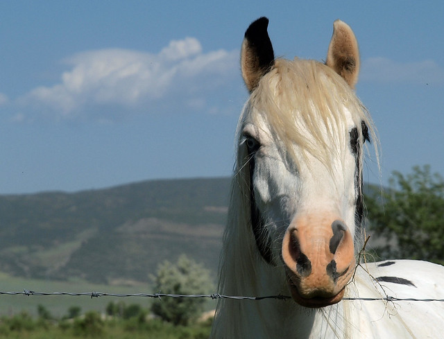 Gypsy Vanner 6039469595_4010f54699_z