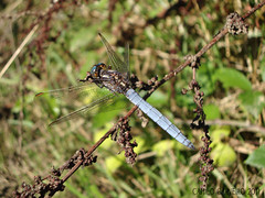 Keeled Skimmer