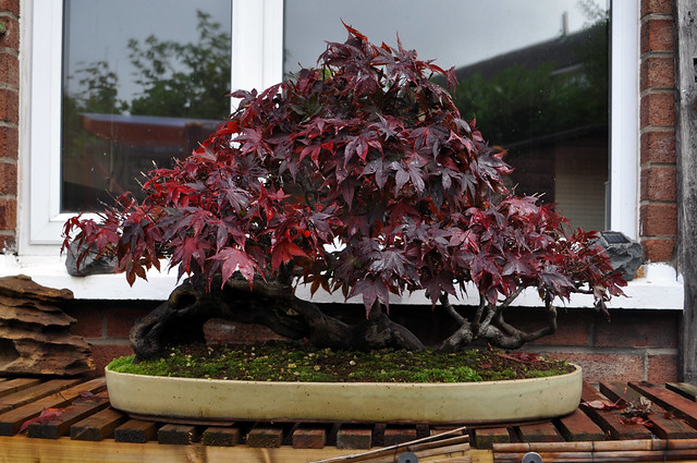 Is Raft Style Suitable for Japanese Maple? 6283029933_55c58d868a_z