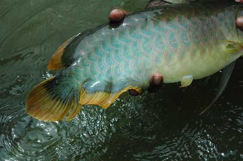 arowana wild tasik bera..tak tau jenis apa ni..tlg bg sikit komen jenis apa.?? - Page 2 7028630607_c069280927