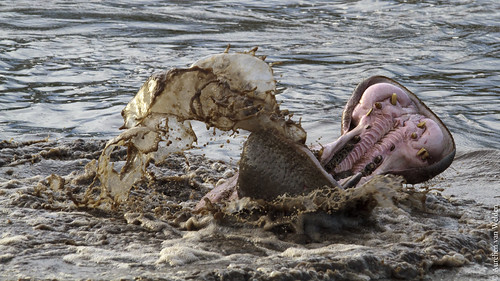 Serengeti NP - Hippo