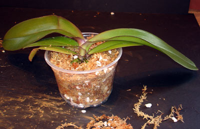 Ðề tài: Kĩ thuật Nuôi trồng và chăm sóc các loại Phalaenopsis - Hồ Điệp 6374115519_707c1e2e02