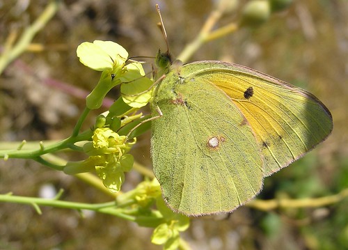 Colias crocea - Souci - Dark Clouded Yellow or Common Clouded Yellow - 03/07/11