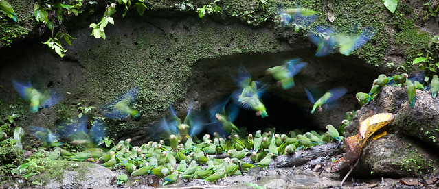 Una selva poblada de criaturas “extrañas” en Ecuador 6184872857_5996a58532_z