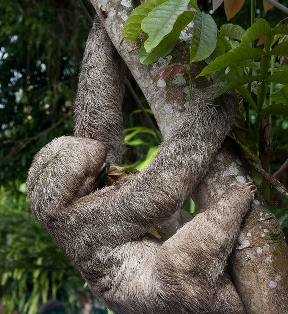 Una selva poblada de criaturas “extrañas” en Ecuador 6184893481_1cefe9e12d_z