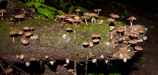 Una selva poblada de criaturas “extrañas” en Ecuador 6185405478_f071d9128d_z