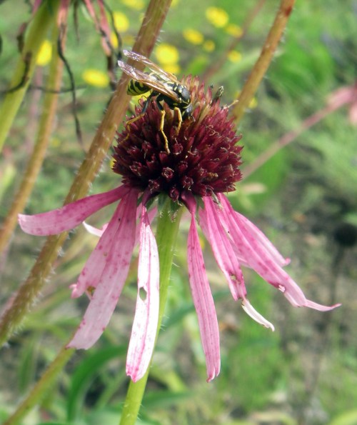 Echinacea angustifolia 6367444565_e557552a67_o