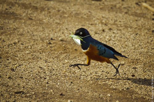 Manyara NP - Bird feeding