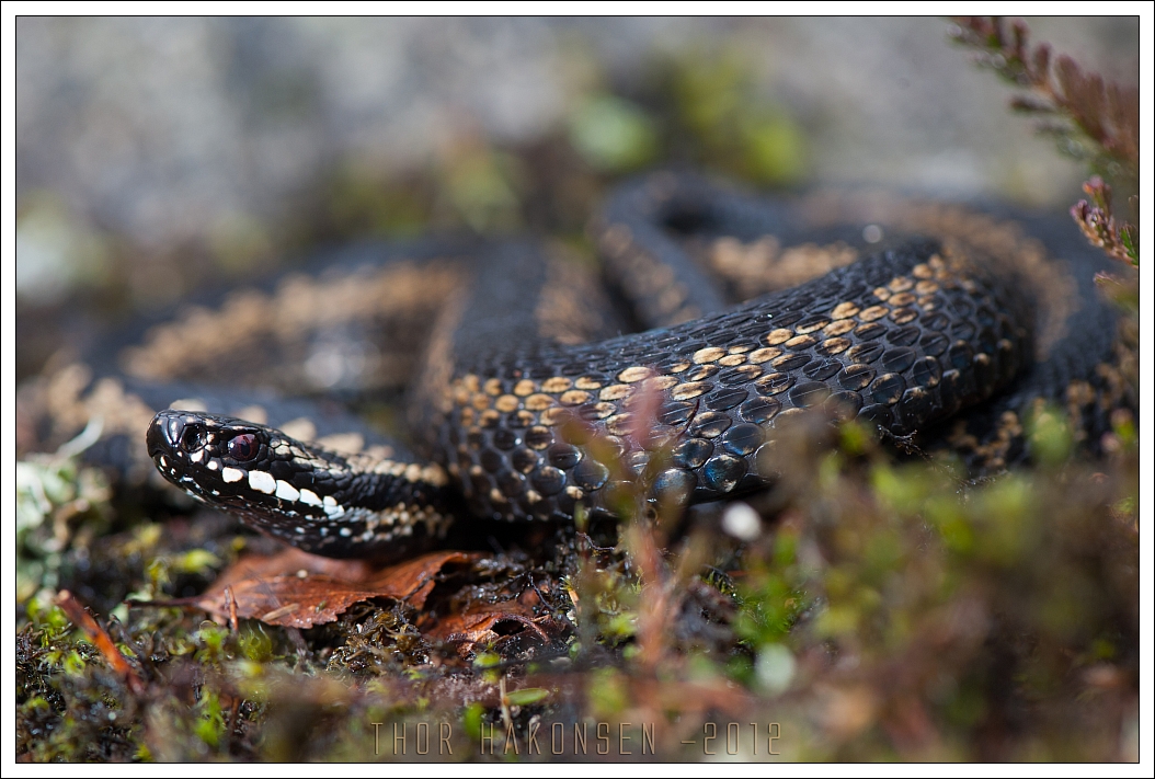 Norway - Vipera berus berus 7030305959_fd6a2c7028_o