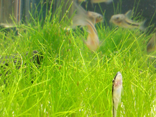 Aquário Plantado com Corydoras e outros - Página 3 6364006989_1df097d45c_z