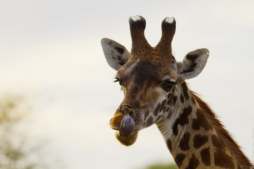 Serengeti NP - Clean your nose