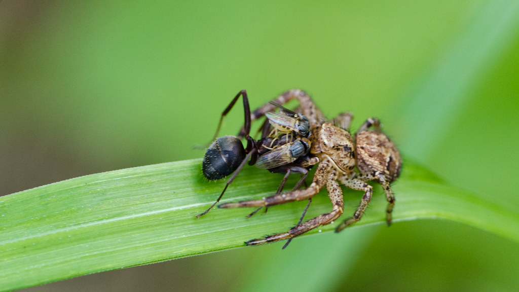 Araignée et ses copains... 6857728736_4dfe1a4d75_b