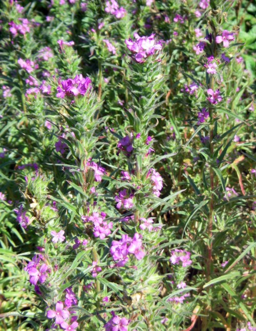 Epilobium densiflorum 6262777888_34c6808a32_o