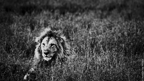 Serengeti NP - Hail to the King