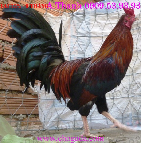 Chợ Gà Đá chia sẻ gà mái bổn & gà con cho anh em có nhu cầu 3/2014 12591679983_3b3bb797cf_z