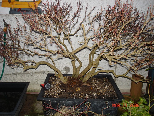 In the ground nursery stock barberry 6501264719_6c03705416