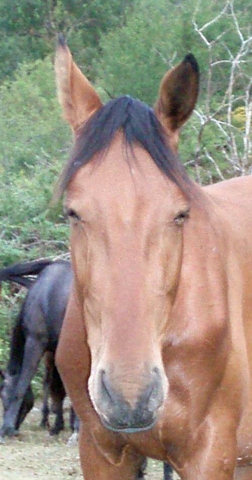 Equus caballus 6464813955_e3c3d3f10a_o