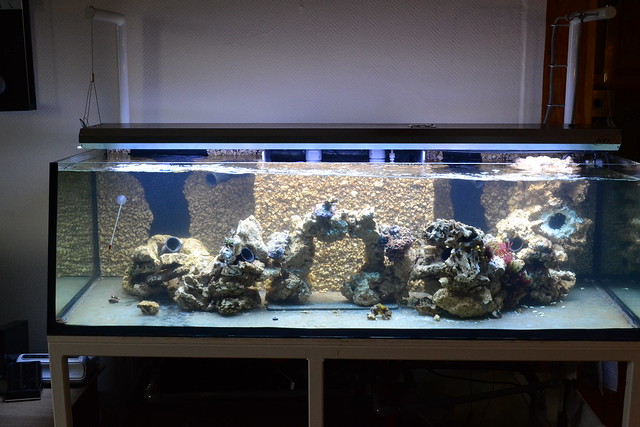 Luc's shallowreef tank 6672367629_e2660f60ca_z