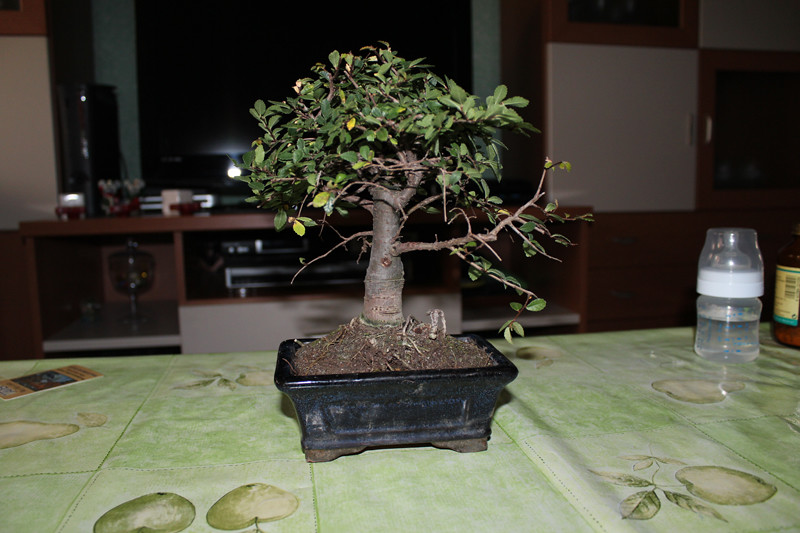 Zelkova 6594431633_042d70e655_b