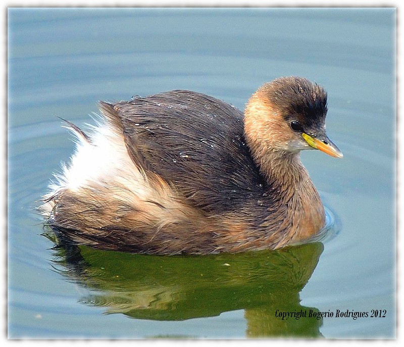 Tachybaptus ruficollis (Little Grebe ) Mergulhão Pequeno