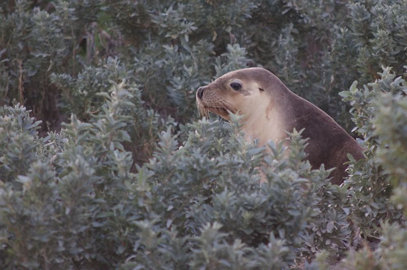 sea Lion 6620044153_884893aa56_o