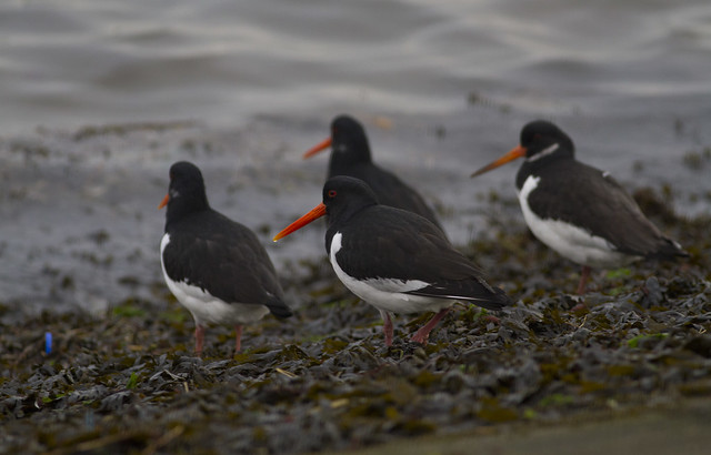 Vogelwaarnemingen buiten de KM - Pagina 18 6680692717_abda859c53_z