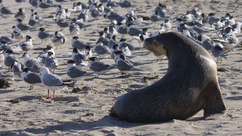 sea Lion 6620030719_0d85471be5_o