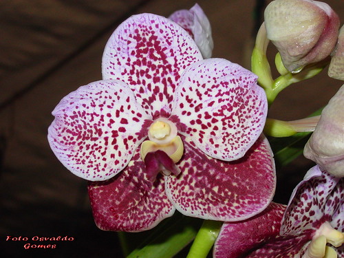 Vanda Wirat x Madame Rattana 6606118043_28a189b757