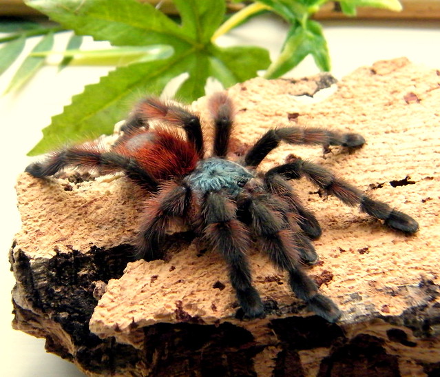 Avicularia versicolor pics - Page 2 6570029889_f254c9e831_z