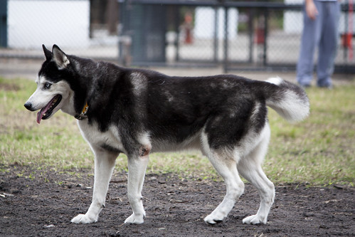 Florida Huskies and the NEW addition 9/5/13 - Page 5 6680153329_565a493979