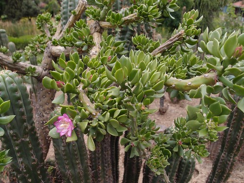 Rhodophiala bagnoldii, Salvia spathacea, Opuntia sulphurea, Quiabentia verticillata [devinette] 6544204095_b5a8f0b17c